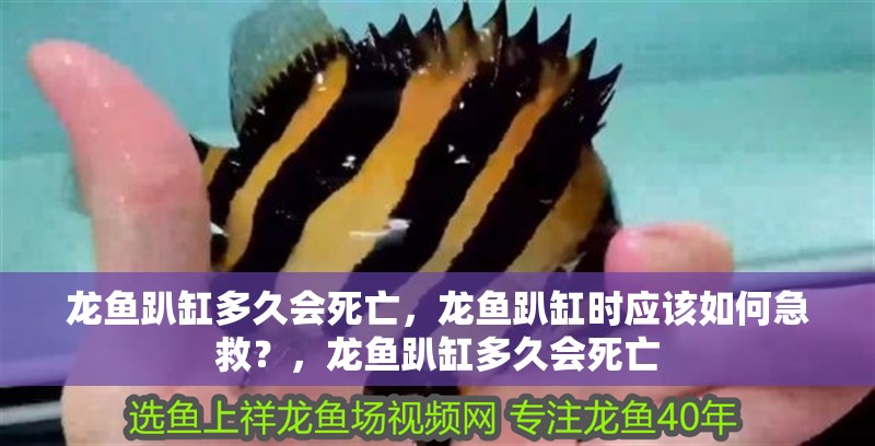 龍魚趴缸多久會死亡，龍魚趴缸時應(yīng)該如何急救？，龍魚趴缸多久會死亡