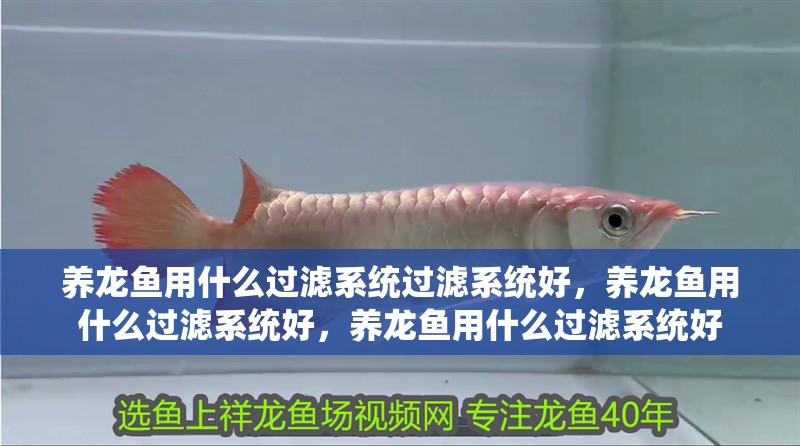 養龍魚用什么過濾系統過濾系統好，養龍魚用什么過濾系統好，養龍魚用什么過濾系統好