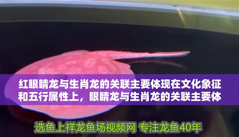 紅眼睛龍與生肖龍的關(guān)聯(lián)主要體現(xiàn)在文化象征和五行屬性上，眼睛龍與生肖龍的關(guān)聯(lián)主要體現(xiàn)在文化象征和五行屬性上