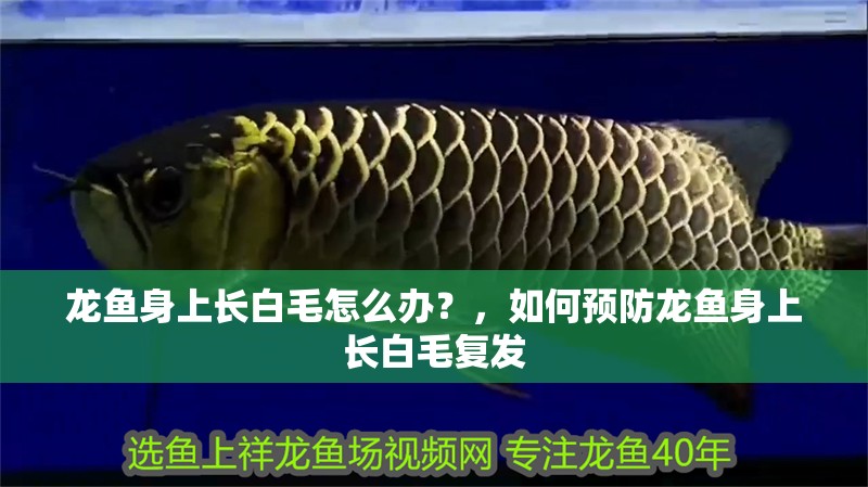 龍魚身上長白毛怎么辦？，如何預防龍魚身上長白毛復發