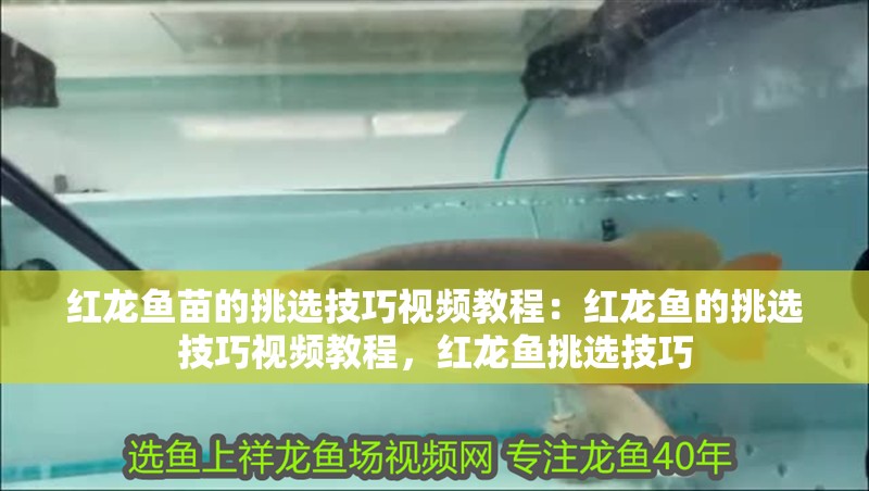 紅龍魚苗的挑選技巧視頻教程：紅龍魚的挑選技巧視頻教程，紅龍魚挑選技巧