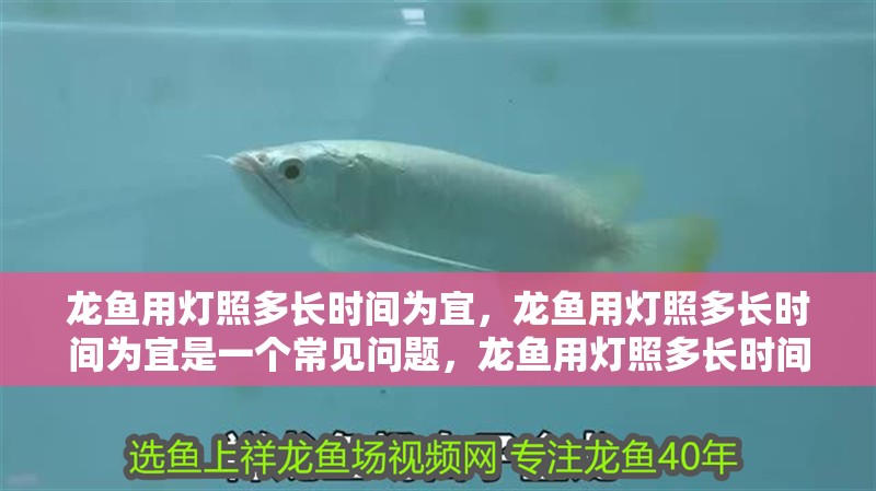 龍魚用燈照多長時(shí)間為宜，龍魚用燈照多長時(shí)間為宜是一個(gè)常見問題，龍魚用燈照多長時(shí)間為宜