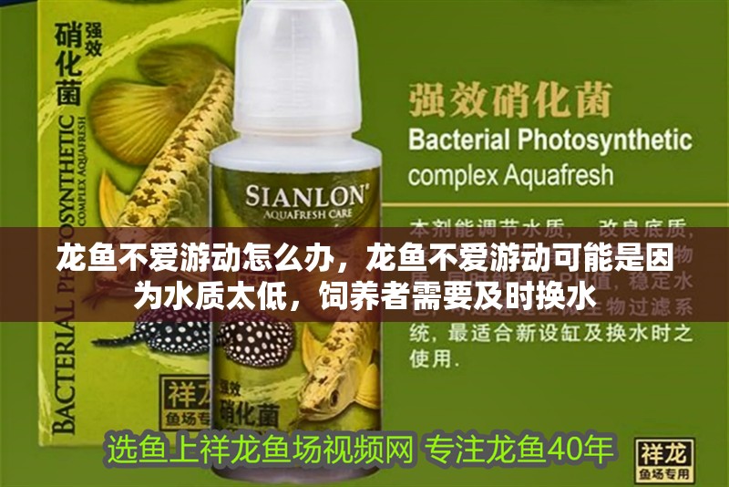 龍魚不愛游動怎么辦，龍魚不愛游動可能是因為水質太低，飼養者需要及時換水