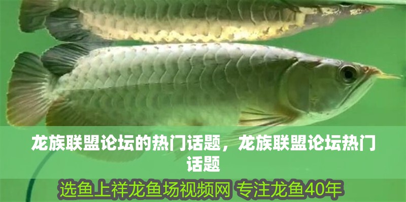 龍族聯(lián)盟論壇的熱門話題，龍族聯(lián)盟論壇熱門話題