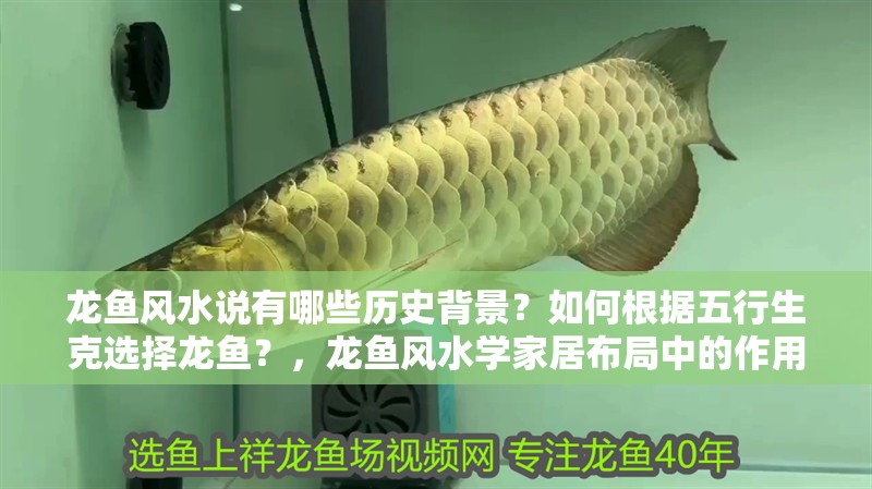 龍魚風水說有哪些歷史背景？如何根據五行生克選擇龍魚？，龍魚風水學家居布局中的作用和注意事項