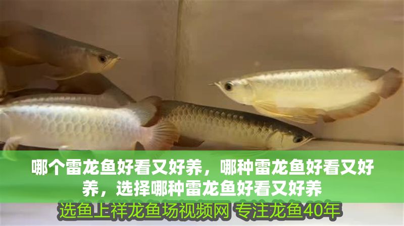 哪個雷龍魚好看又好養，哪種雷龍魚好看又好養，選擇哪種雷龍魚好看又好養