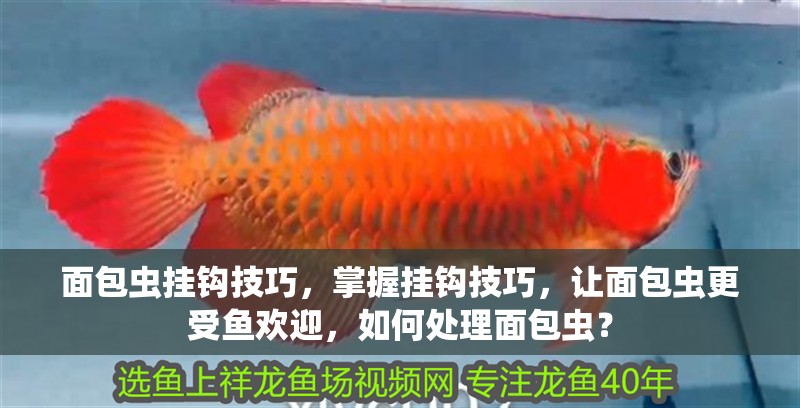 面包蟲(chóng)掛鉤技巧，掌握掛鉤技巧，讓面包蟲(chóng)更受魚(yú)歡迎，如何處理面包蟲(chóng)？