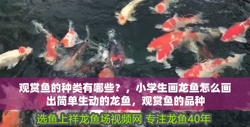 觀賞魚的種類有哪些？，小學(xué)生畫龍魚怎么畫出簡單生動的龍魚，觀賞魚的品種