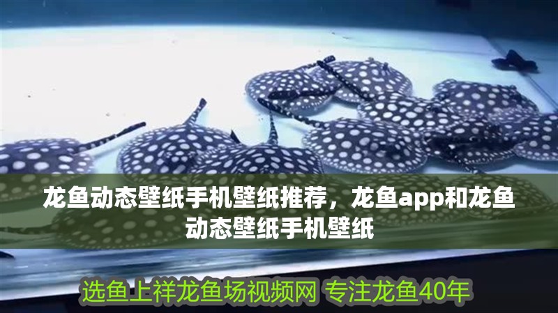 龍魚動態壁紙手機壁紙推薦，龍魚app和龍魚動態壁紙手機壁紙