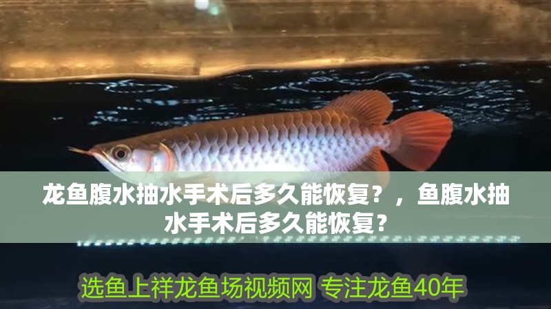 龍魚腹水抽水手術(shù)后多久能恢復(fù)？，魚腹水抽水手術(shù)后多久能恢復(fù)？