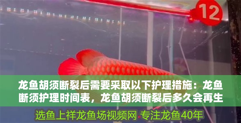 龍魚胡須斷裂后需要采取以下護理措施：龍魚斷須護理時間表，龍魚胡須斷裂后多久會再生？