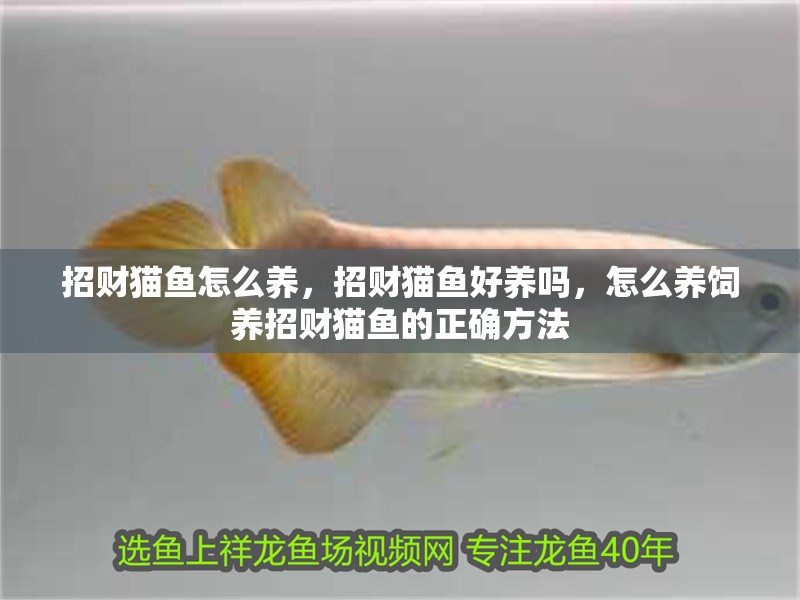 招財貓魚怎么養，招財貓魚好養嗎，怎么養飼養招財貓魚的正確方法