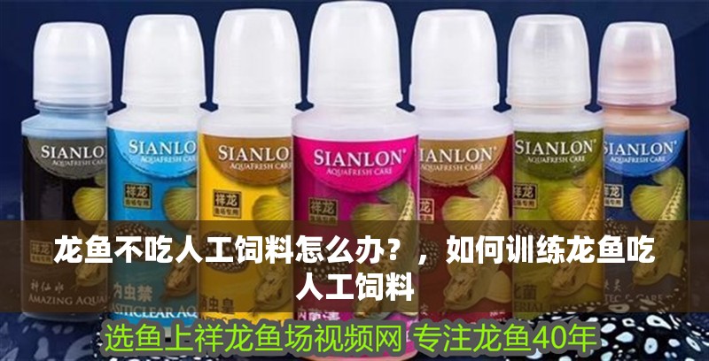 龍魚不吃人工飼料怎么辦？，如何訓練龍魚吃人工飼料