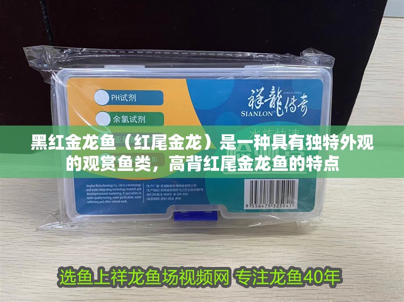 黑紅金龍魚（紅尾金龍）是一種具有獨(dú)特外觀的觀賞魚類，高背紅尾金龍魚的特點(diǎn)
