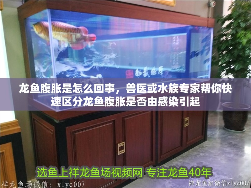 龍魚腹脹是怎么回事，獸醫或水族專家幫你快速區分龍魚腹脹是否由感染引起