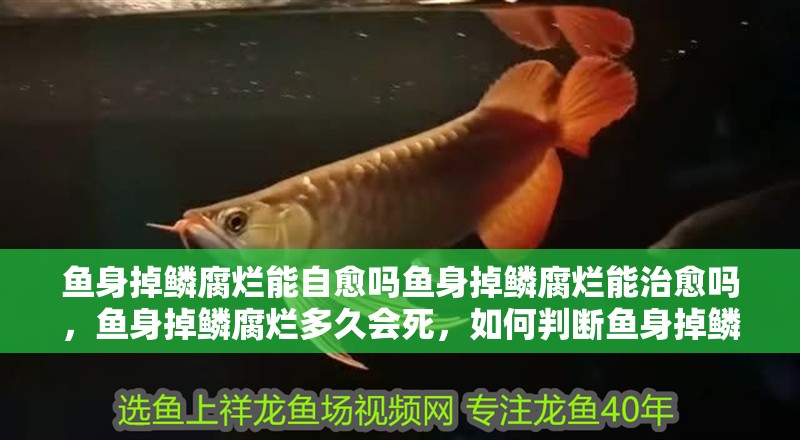 魚身掉鱗腐爛能自愈嗎魚身掉鱗腐爛能治愈嗎，魚身掉鱗腐爛多久會死，如何判斷魚身掉鱗腐爛是哪種病因？