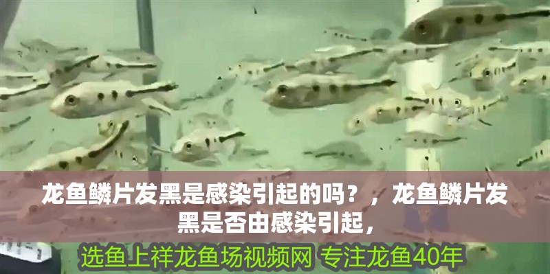 龍魚鱗片發(fā)黑是感染引起的嗎？，龍魚鱗片發(fā)黑是否由感染引起，