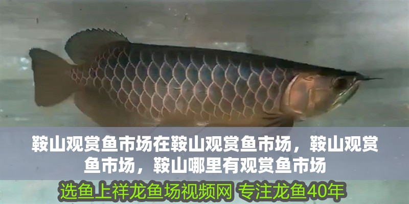鞍山觀賞魚市場(chǎng)在鞍山觀賞魚市場(chǎng)，鞍山觀賞魚市場(chǎng)，鞍山哪里有觀賞魚市場(chǎng)