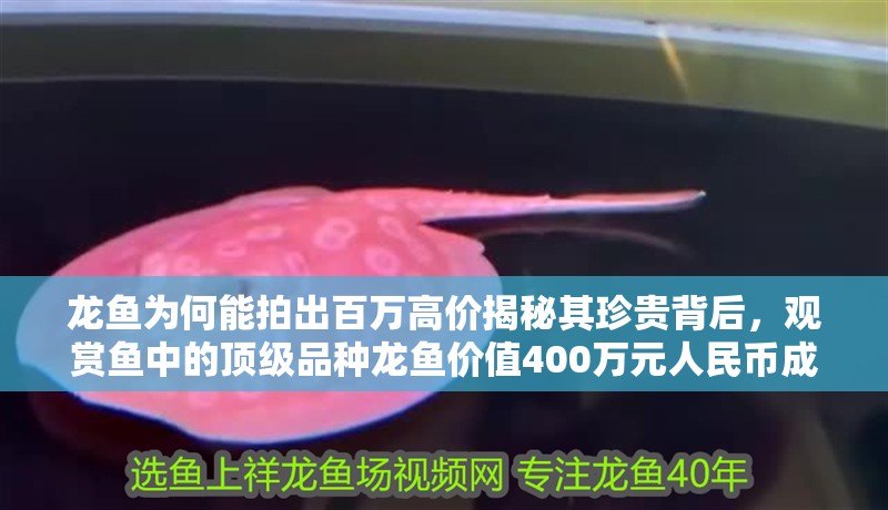 龍魚為何能拍出百萬(wàn)高價(jià)揭秘其珍貴背后，觀賞魚中的頂級(jí)品種龍魚價(jià)值400萬(wàn)元人民幣成交