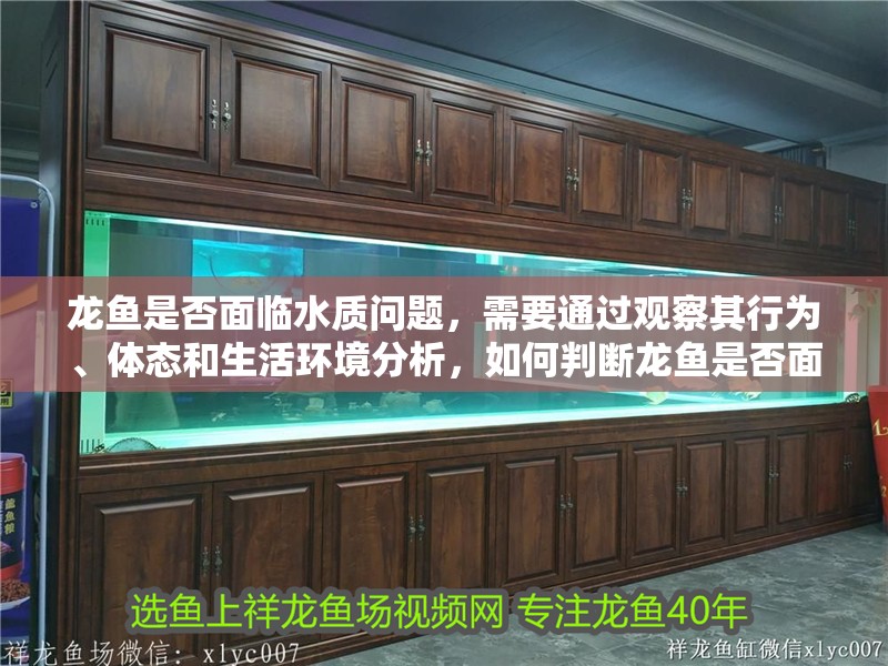 龍魚是否面臨水質(zhì)問題，需要通過觀察其行為、體態(tài)和生活環(huán)境分析，如何判斷龍魚是否面臨水質(zhì)問題？