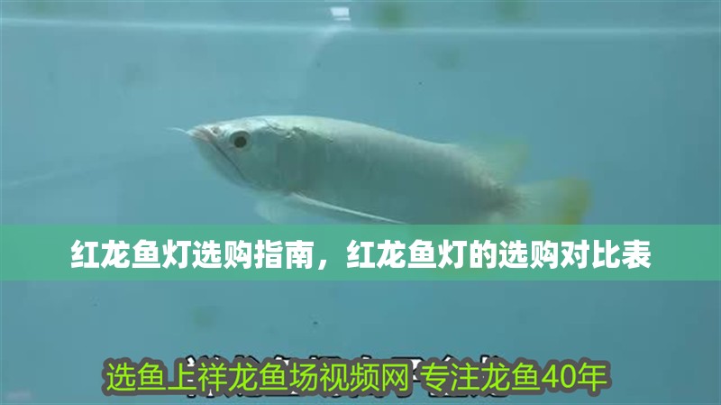 紅龍魚燈選購指南，紅龍魚燈的選購對比表