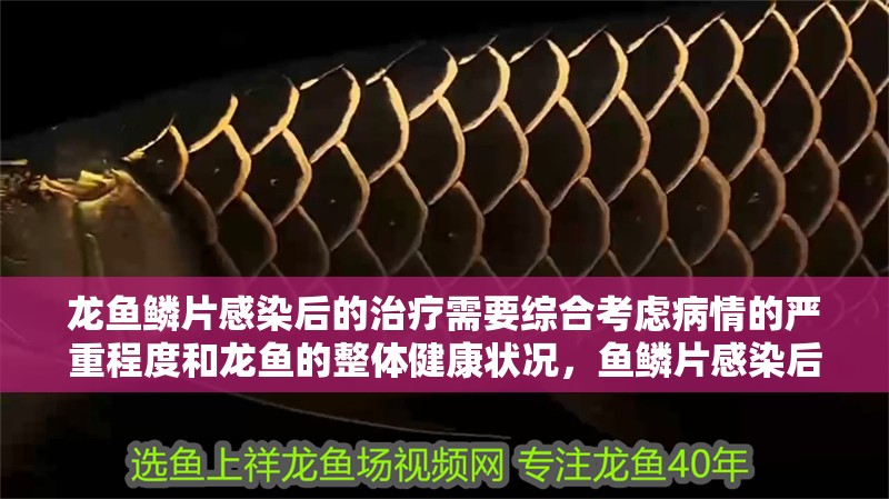 龍魚鱗片感染后的治療需要綜合考慮病情的嚴重程度和龍魚的整體健康狀況，魚鱗片感染后的治療需要綜合考慮病情的嚴重程度和龍魚的整體健康狀況