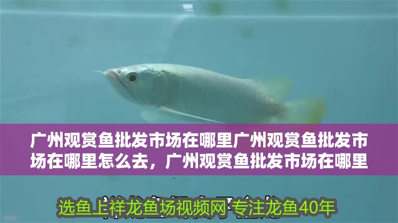 廣州觀賞魚批發市場在哪里廣州觀賞魚批發市場在哪里怎么去，廣州觀賞魚批發市場在哪里
