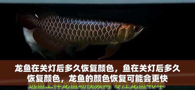 龍魚在關燈后多久恢復顏色，魚在關燈后多久恢復顏色，龍魚的顏色恢復可能會更快
