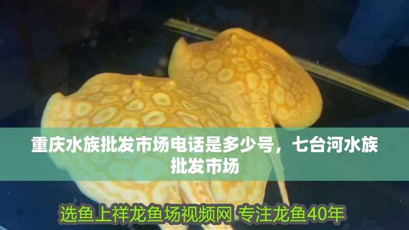 重慶水族批發(fā)市場電話是多少號，七臺河水族批發(fā)市場