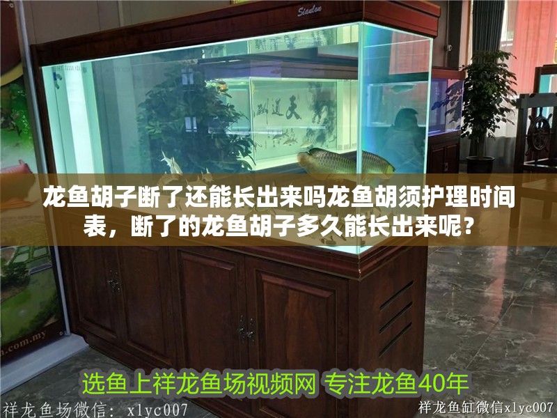龍魚胡子斷了還能長出來嗎龍魚胡須護理時間表，斷了的龍魚胡子多久能長出來呢？