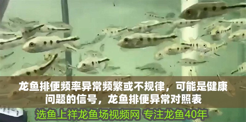 龍魚排便頻率異常頻繁或不規律，可能是健康問題的信號，龍魚排便異常對照表