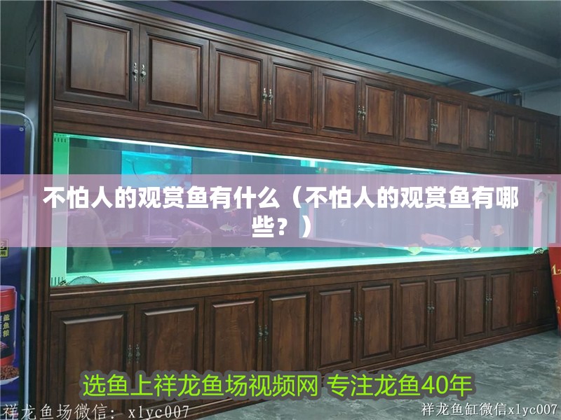 不怕人的觀賞魚有什么（不怕人的觀賞魚有哪些？）