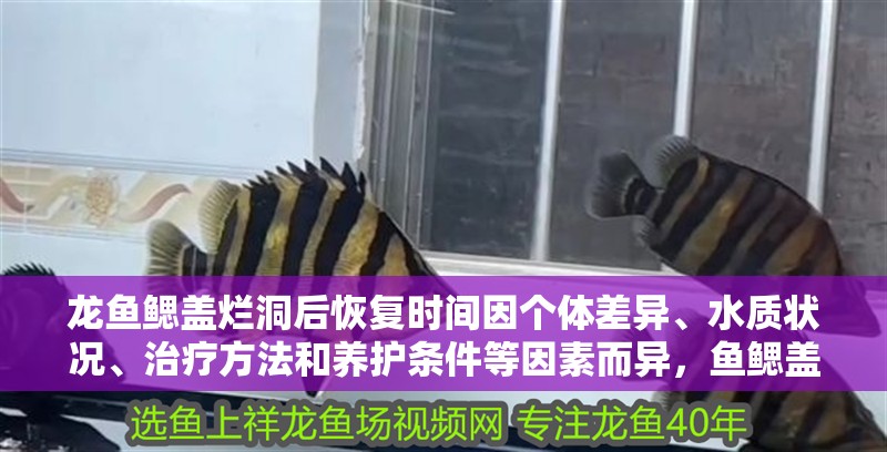 龍魚鰓蓋爛洞后恢復(fù)時間因個體差異、水質(zhì)狀況、治療方法和養(yǎng)護條件等因素而異，魚鰓蓋爛洞后恢復(fù)時間因個體差異、水質(zhì)狀況、治療方法和養(yǎng)護條件等因素而異