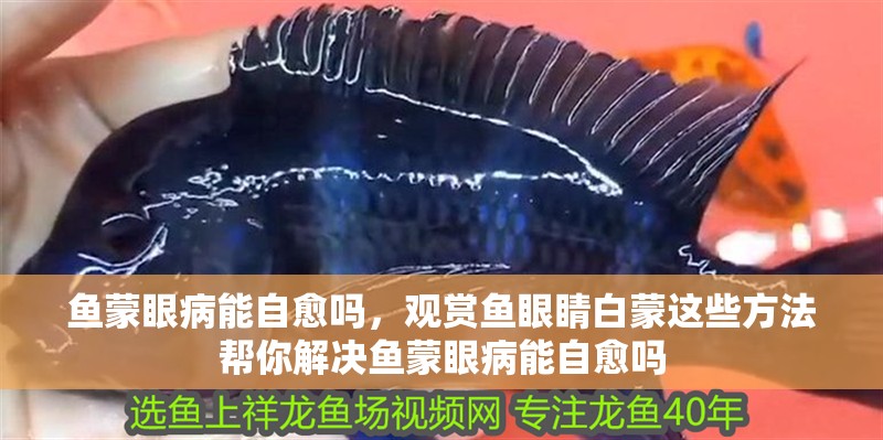 魚蒙眼病能自愈嗎，觀賞魚眼睛白蒙這些方法幫你解決魚蒙眼病能自愈嗎