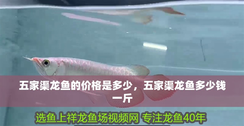 五家渠龍魚的價格是多少，五家渠龍魚多少錢一斤