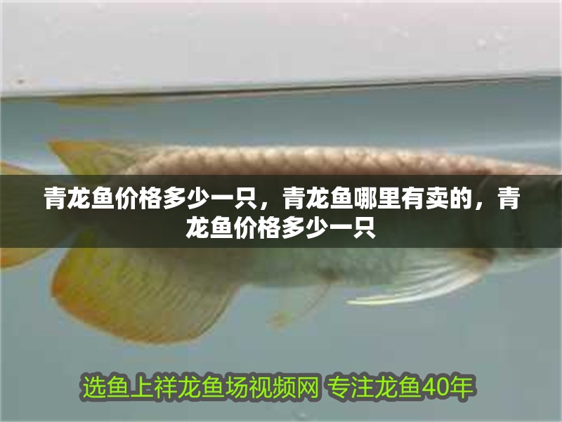 青龍魚價格多少一只，青龍魚哪里有賣的，青龍魚價格多少一只
