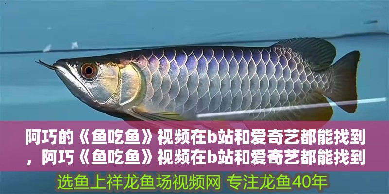 阿巧的《魚吃魚》視頻在b站和愛奇藝都能找到，阿巧《魚吃魚》視頻在b站和愛奇藝都能找到