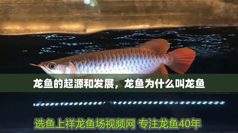 龍魚的起源和發(fā)展，龍魚為什么叫龍魚