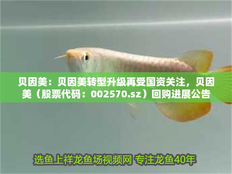 貝因美：貝因美轉型升級再受國資關注，貝因美（股票代碼：002570.sz）回購進展公告