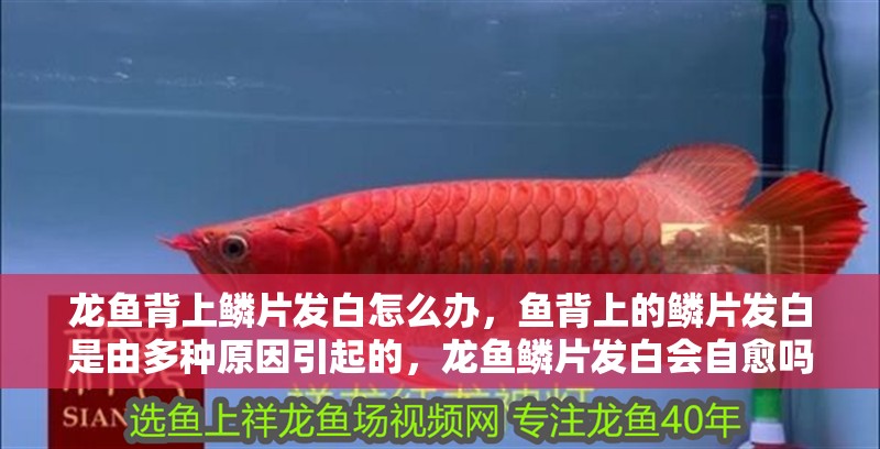 龍魚背上鱗片發白怎么辦，魚背上的鱗片發白是由多種原因引起的，龍魚鱗片發白會自愈嗎