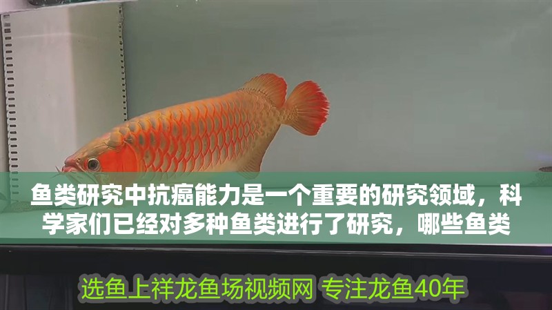 魚(yú)類(lèi)研究中抗癌能力是一個(gè)重要的研究領(lǐng)域，科學(xué)家們已經(jīng)對(duì)多種魚(yú)類(lèi)進(jìn)行了研究，哪些魚(yú)類(lèi)的抗癌效果最明顯