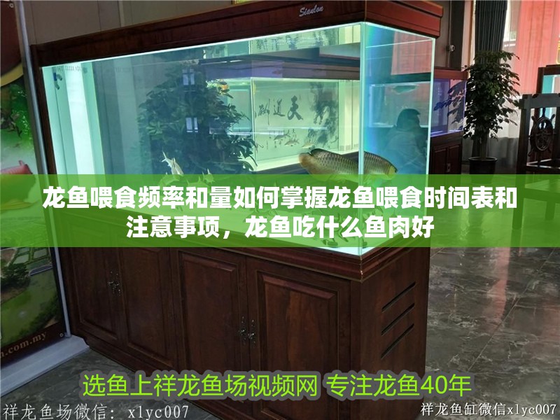 龍魚喂食頻率和量如何掌握龍魚喂食時間表和注意事項，龍魚吃什么魚肉好