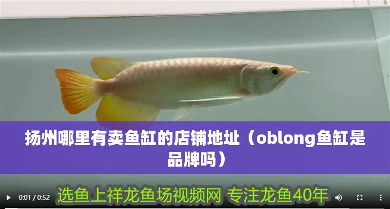 揚州哪里有賣魚缸的店鋪地址（oblong魚缸是品牌嗎）