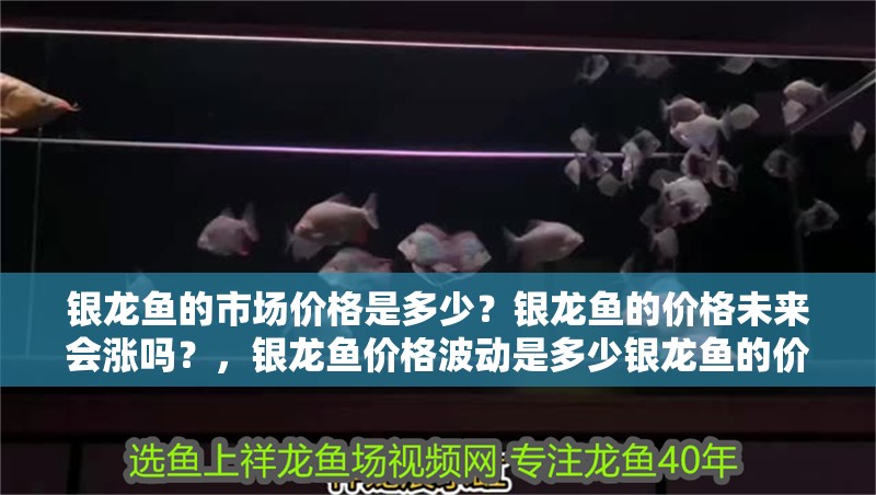 銀龍魚的市場價格是多少？銀龍魚的價格未來會漲嗎？，銀龍魚價格波動是多少銀龍魚的價格波動是多少