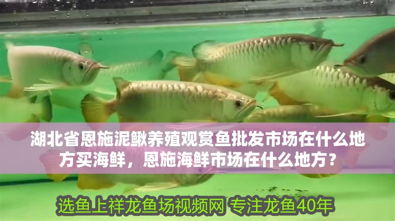 湖北省恩施泥鰍養殖觀賞魚批發市場在什么地方買海鮮，恩施海鮮市場在什么地方？