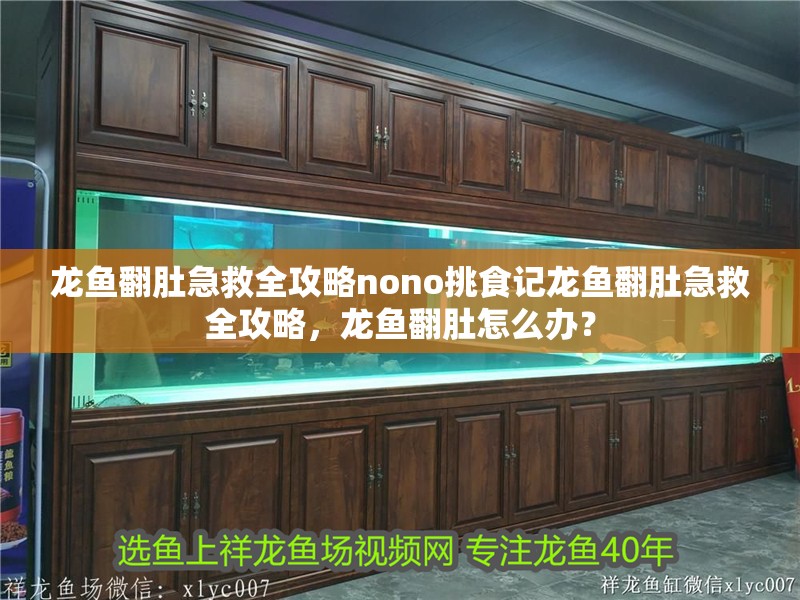 龍魚翻肚急救全攻略nono挑食記龍魚翻肚急救全攻略，龍魚翻肚怎么辦？