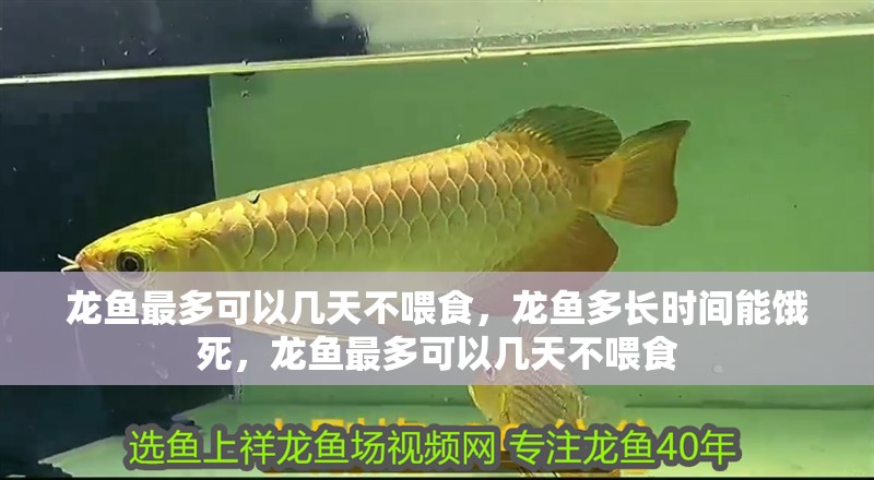 龍魚最多可以幾天不喂食，龍魚多長時間能餓死，龍魚最多可以幾天不喂食