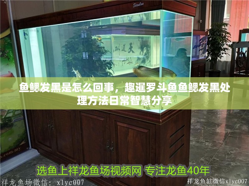 魚鰓發黑是怎么回事，趣暹羅斗魚魚鰓發黑處理方法日常智慧分享