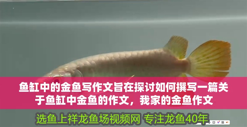 魚缸中的金魚寫作文旨在探討如何撰寫一篇關于魚缸中金魚的作文，我家的金魚作文