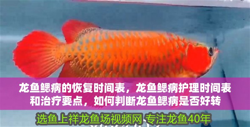 龍魚鰓病的恢復時間表，龍魚鰓病護理時間表和治療要點，如何判斷龍魚鰓病是否好轉